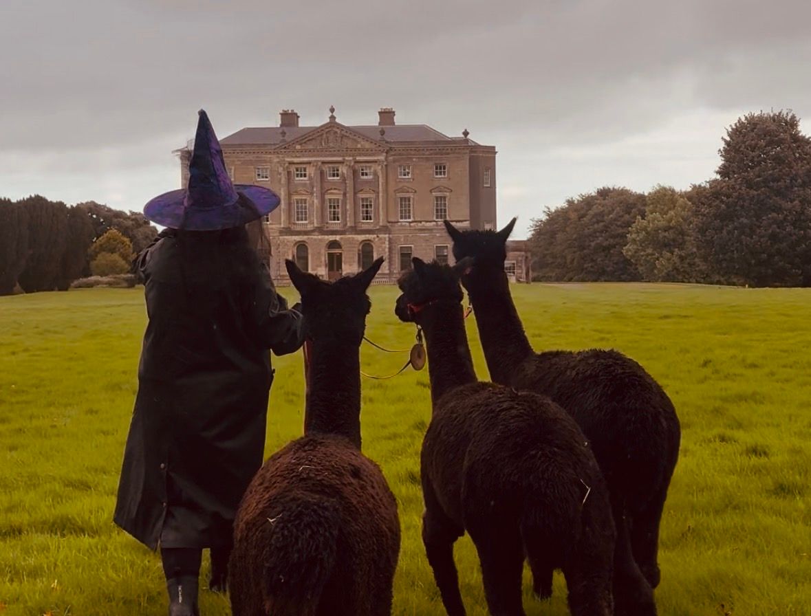 Halloween alpaca walks at Castle Ward