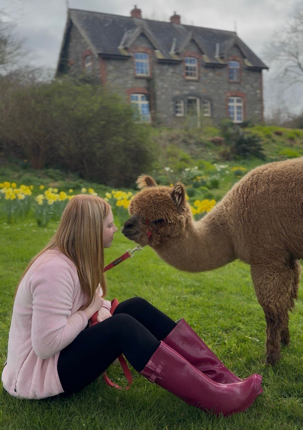 Gift voucher for an alpaca experience at Strangford Bay