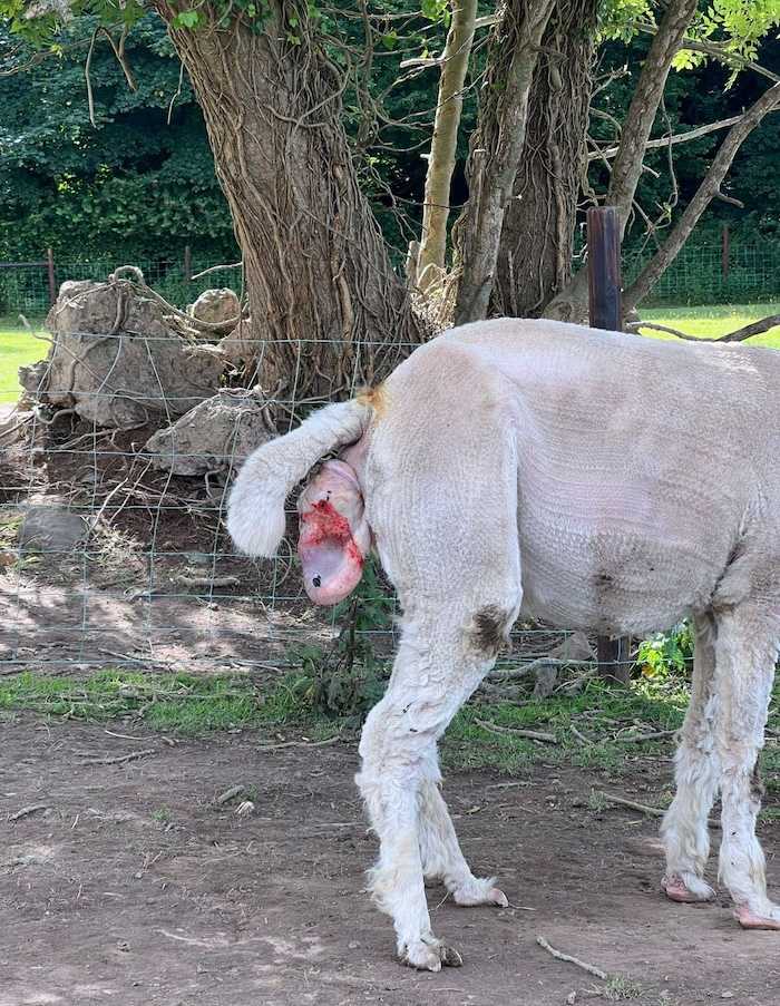 Example of amniotic sac during alpaca birth