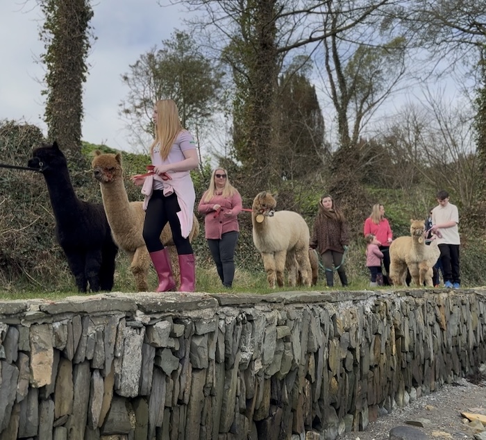 Alpaca Walking