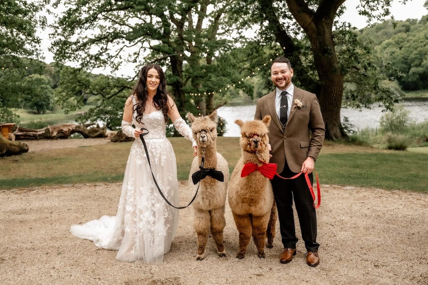 Alpacas at weddings and events in Northern Ireland