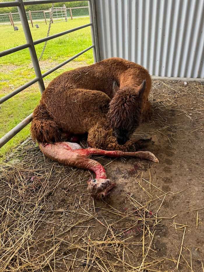 Newly born alpaca cria