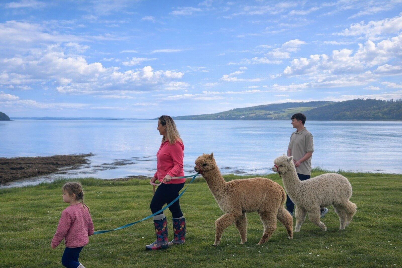 Alpaca walking along the shores of Strangford Lough